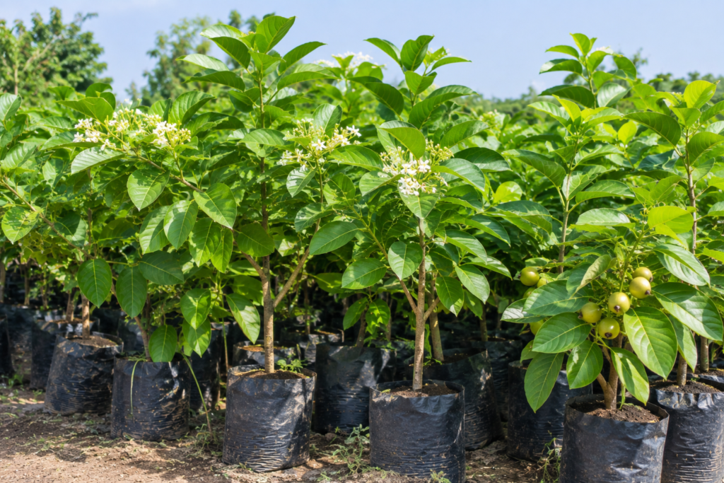 Healthy Cordia plant growing in a nursery in India