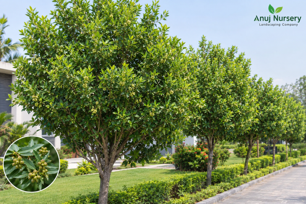 Conocarpus plant growing in an Indian landscaped garden
