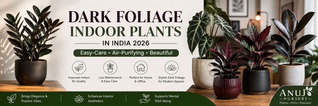 Dark foliage indoor plants for modern home interiors.