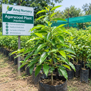 Buy Agarwood Plant Online in India | Aquilaria Agarwood Tree – Anuj Nursery