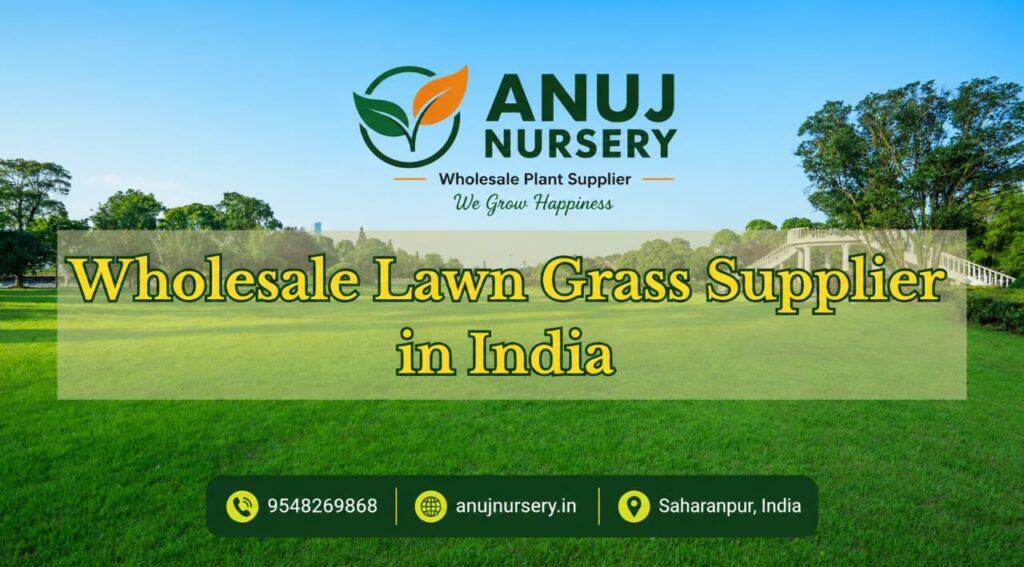 Wholesale Lawn Grass Supplier in India – Anuj Nursery.
