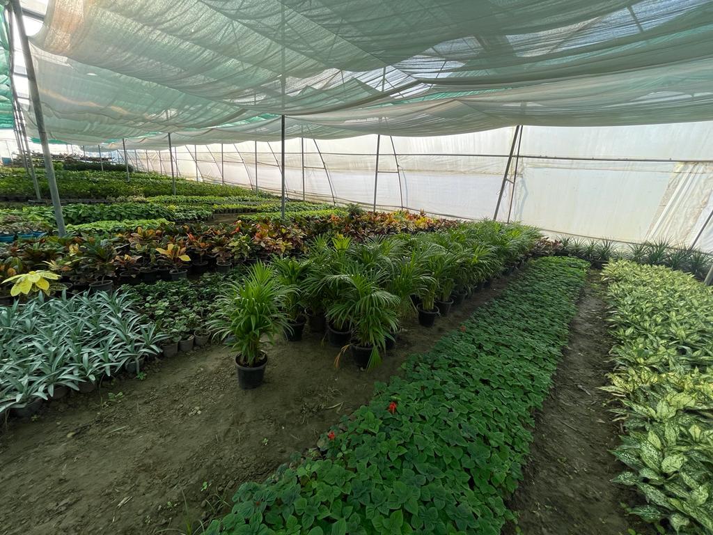 Wholesale plants available for bulk buyers at a nursery in Saharanpur